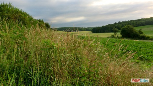 vogelstimmen2013_003