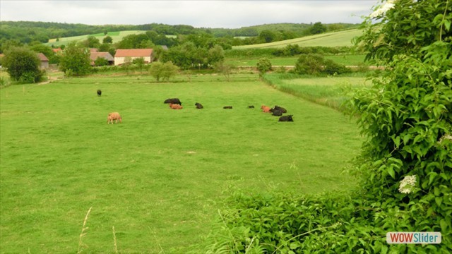 vogelstimmen2013_010