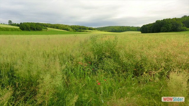 vogelstimmen2013_013