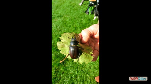 vogelstimmen2013_015