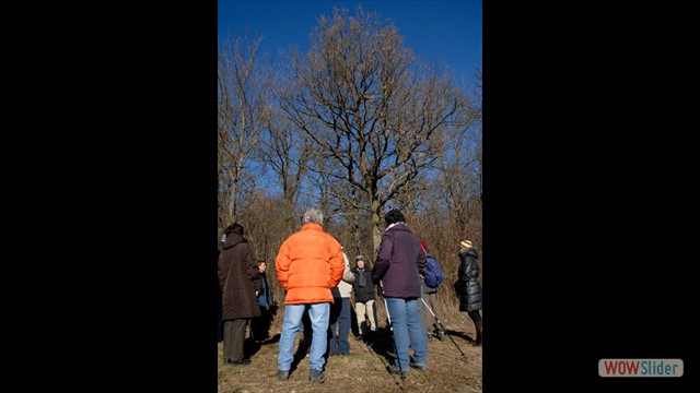 WiWa_2013_Eiche