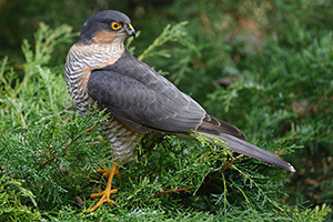 Sperber