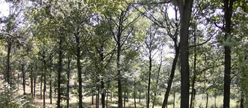 Hollabrunner Wald